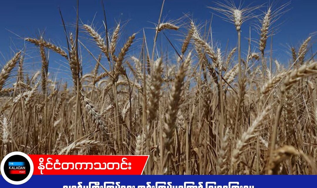 လူဝင်မှုကြီးကြပ်ရေး တင်းကြပ်မှုကြောင့် သြစတြေးလျ ဂျုံရိတ်သိမ်းချိန် လုပ်သားရှားပါးမှုနှင့် ရင်ဆိုင်ရနိုင်