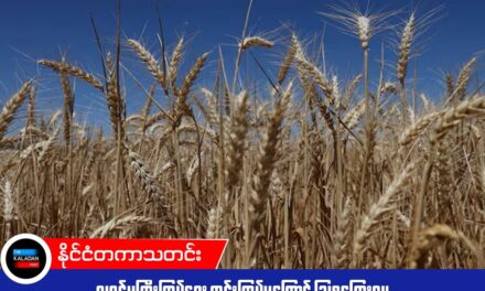 လူဝင်မှုကြီးကြပ်ရေး တင်းကြပ်မှုကြောင့် သြစတြေးလျ ဂျုံရိတ်သိမ်းချိန် လုပ်သားရှားပါးမှုနှင့် ရင်ဆိုင်ရနိုင်